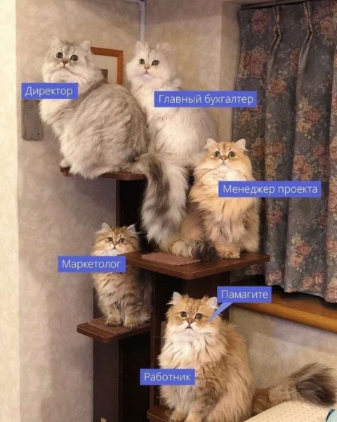 13 смешных мини-историй в картинках про котиков