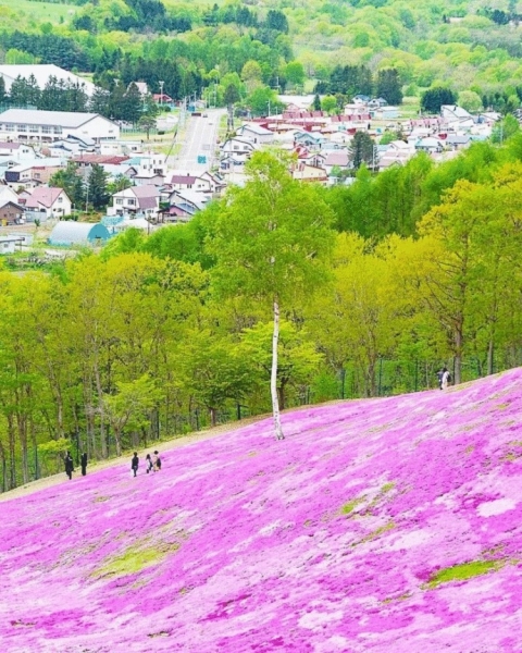 Фотографии японских цветочных полей, от которых просто дух захватывает