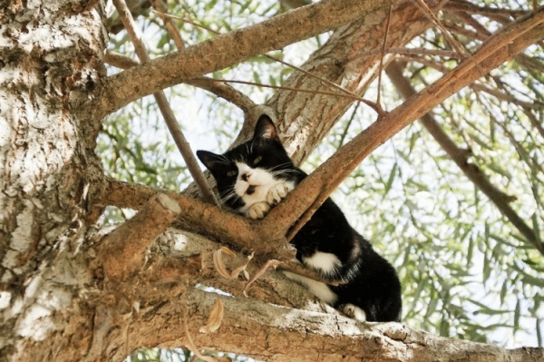 Крупнейший кошачий заповедник Калифорнии – более 700 кошек в одном месте!
